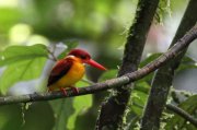 Sulawesi Kingfisher, Sumatra